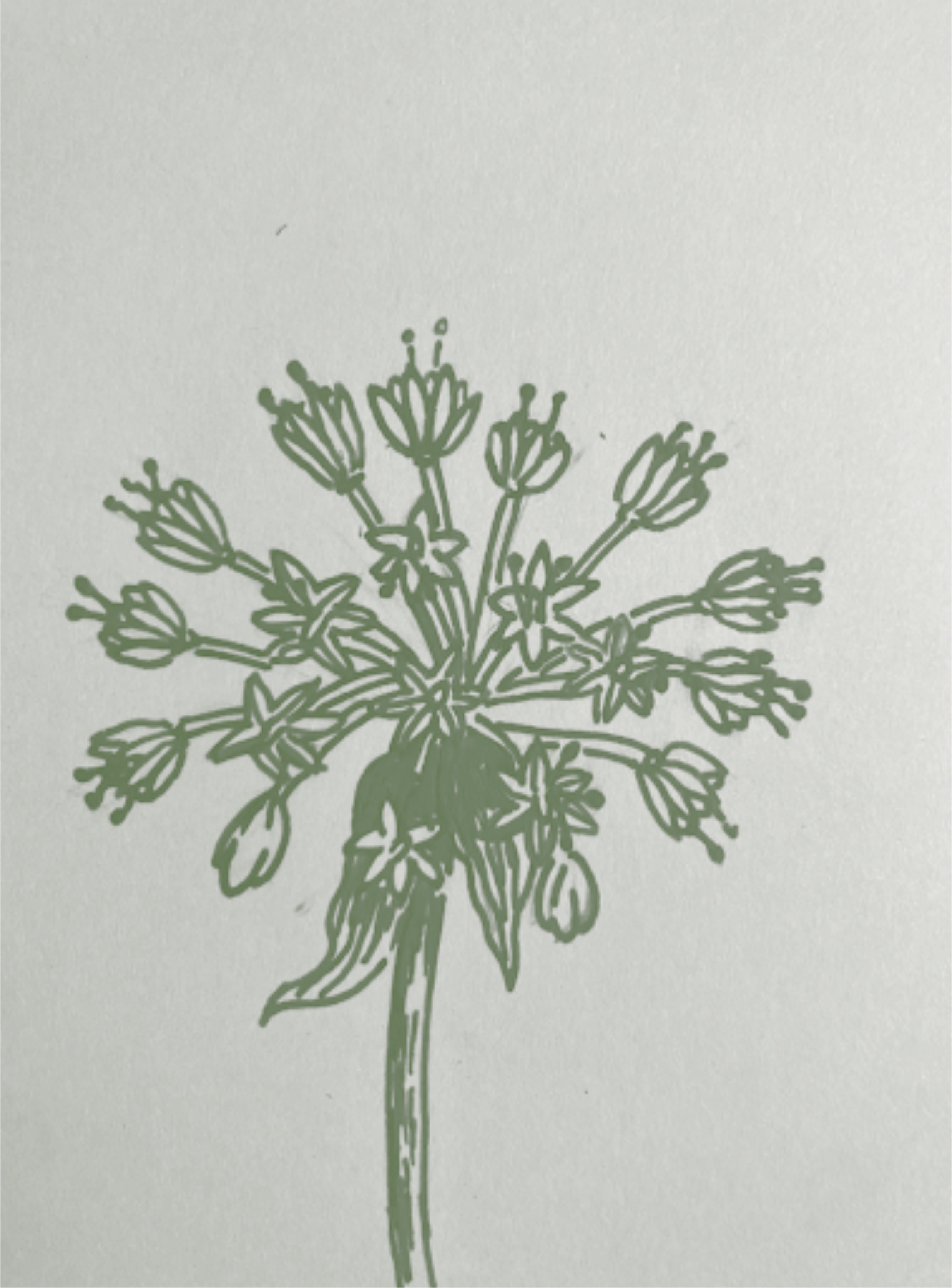 illustration of a Prairie onion