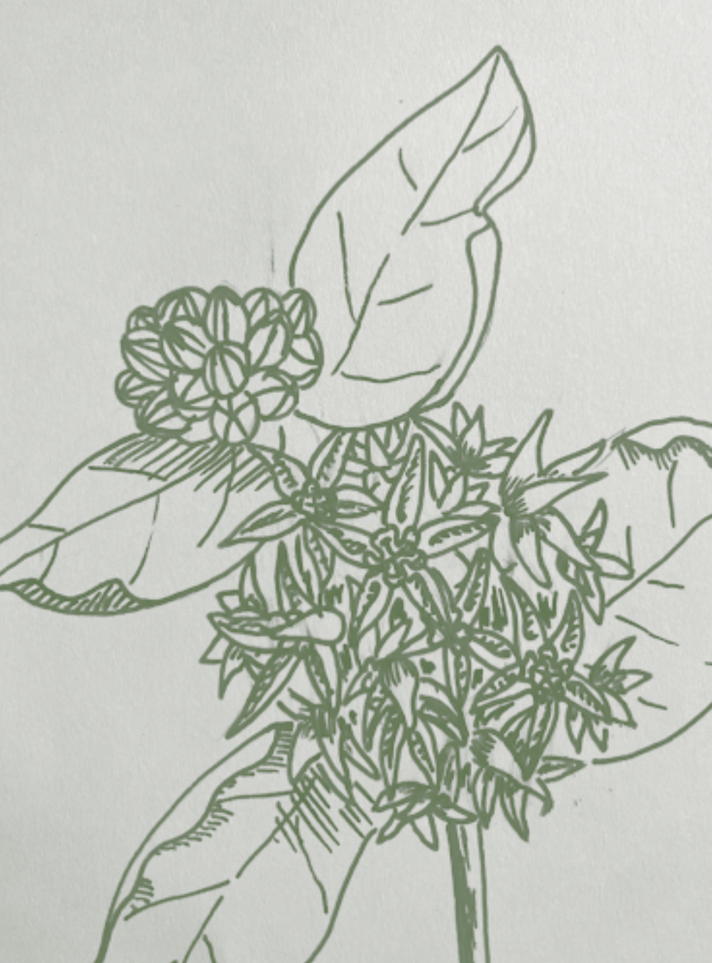 illustration of a showy milkweed
