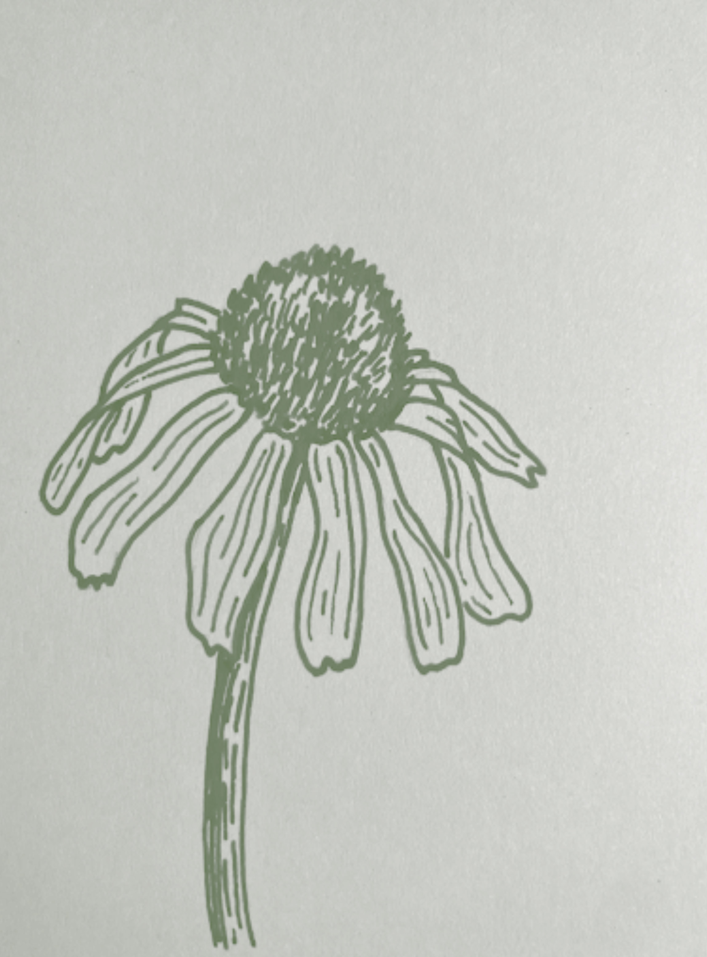 illustration of a Narrow-leaved coneflower