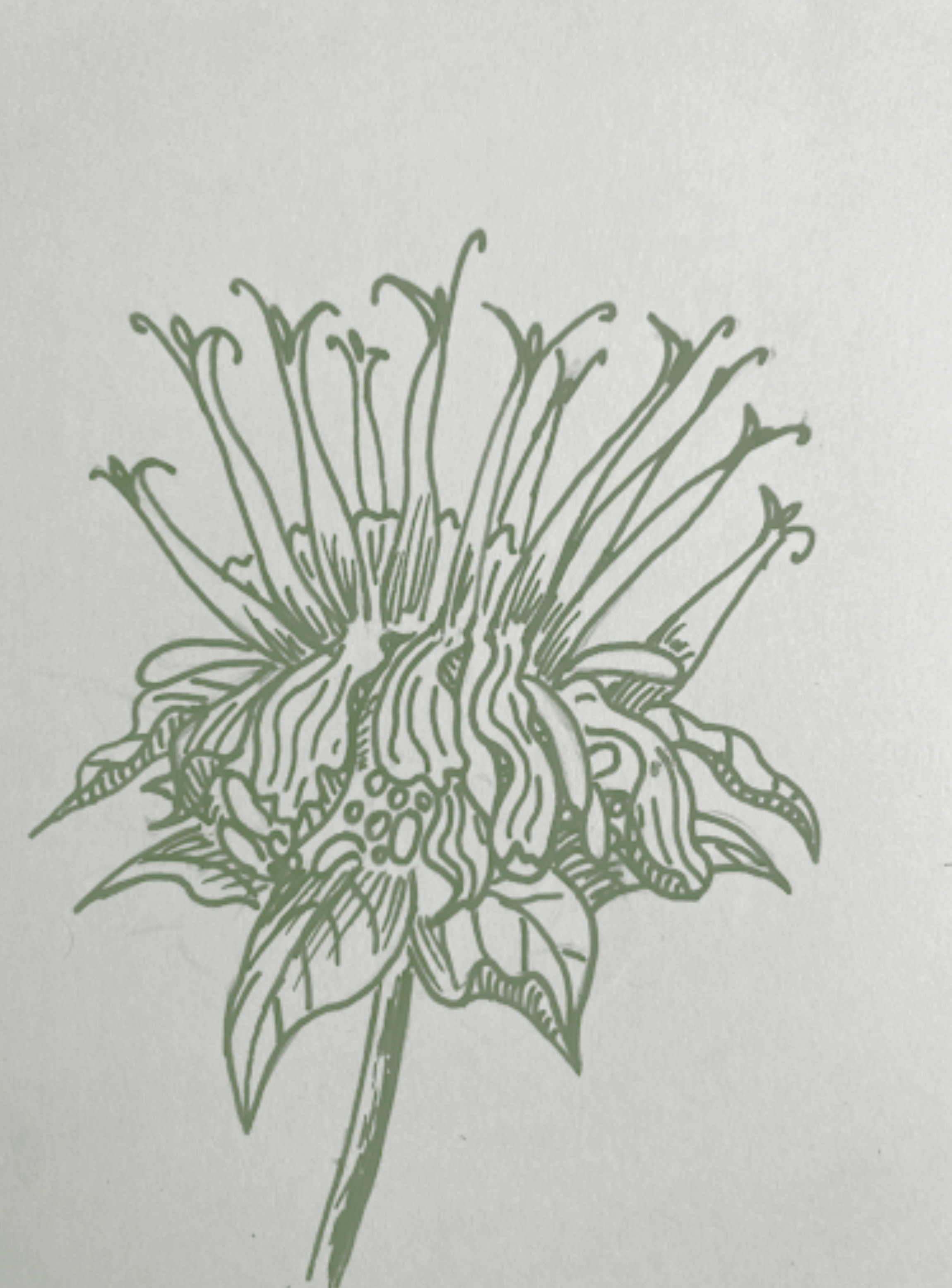 illustration of a Wild bergamot